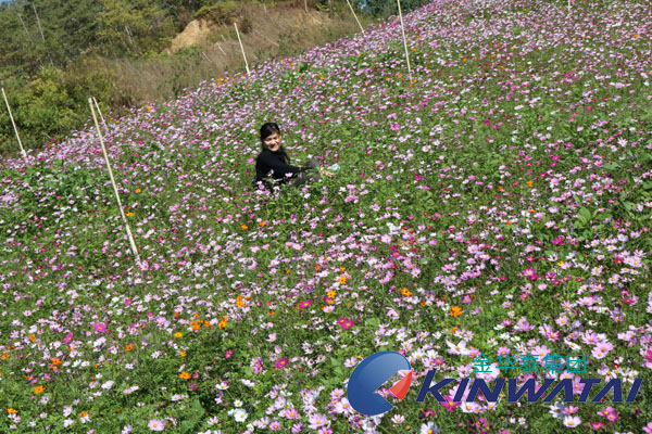 金華泰小伙富力南花海風景游玩圖